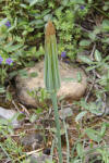 Tragopogon sinuatus pm03.jpg