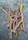 M. bealei roots - bright yellow with high berberine content