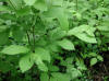 Spice Bush or Spicebush (Lindera benzoin) - 10