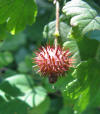 Prickly gooseberry 4.jpg