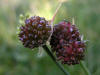 Allium vineale02.jpg