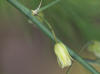Asparagus officinalis subsp. oficinalis flower, asperge bloem (1).jpg