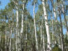 Aspen (Populus tremuloides) 02.jpg