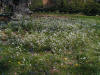 Claytonia virginica lawn patch.jpg