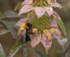 Eastern carpenter bee on spotted bee balm (70436).jpg