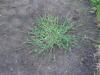 Harig vingergras plant (Digitaria sanguinalis).jpg