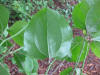 Smilax rotundifolia 1.JPG