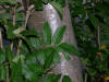 Sorbus americana, Whitefish Island 2.JPG