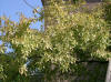 Ulmus parvifolia2.jpg