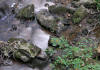 Jewel Weed Impatiens capensis Creek Side 3200px.jpg