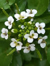 Closeup photograph of watercress inflorescence with several white flowers and many flower buds