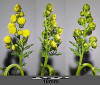 File:Artemisia annua sl20.jpg