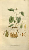 File:Curtis's botanical magazine (Plate 2731) (8611112652).jpg