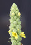 File:Mullein Verbascum thapsus flowers close.jpg