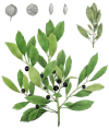 File:Ilex glabra (Prinos glaber), Torrey's Flora of NY 2-01.png
