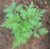 File:Natural anti-malarial (4738072658).jpg