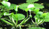 Eichhornia crassipes-Cenote.jpg