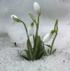 Galanthus nivalis Snowdrop, Common Snowdrop