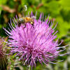 Honey Bee Paradise (6980290742).jpg
