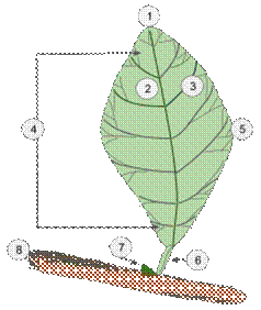 https://upload.wikimedia.org/wikipedia/commons/thumb/a/a9/Leaf_diagram.svg/220px-Leaf_diagram.svg.png