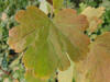 Ribes cynosbati, autumn leaves 2.jpg