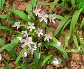 Image result for Claytonia virginica, plant