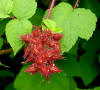 Rubus phoenicolasius A.jpg