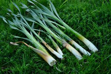 In early spring the young shoots were picked, stripped of the outer leaves and eaten as a raw vegetable or cooked with meals and soup. 