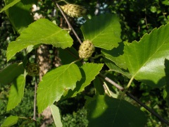 Betula nigra, photo by SIU.EDU
