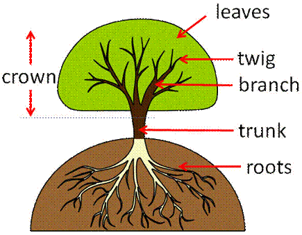 parts of a tree