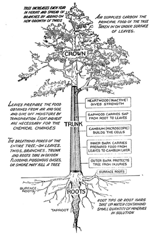 http://gradesix.mrpolsky.com/images/science-partsofatree/parts%20of%20a%20tree%20grade%20six%20trees%20and%20forests.jpg