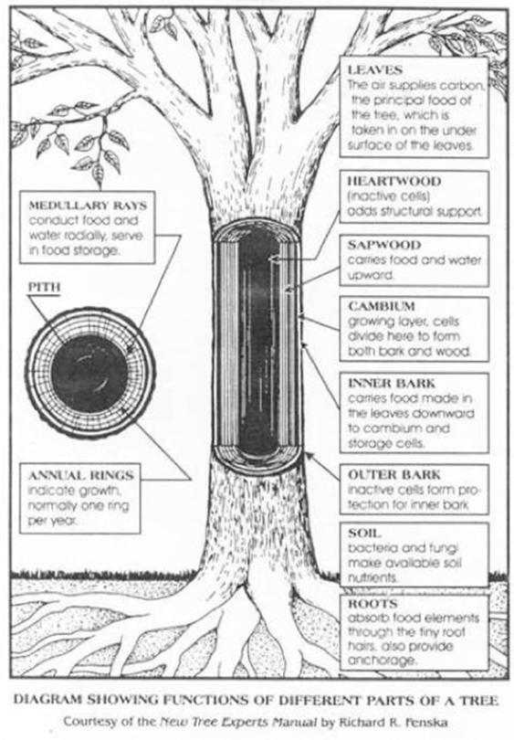 http://gradesix.mrpolsky.com/images/science-partsofatree/partsofatreegradesix.jpg