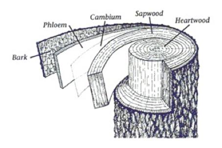 http://gradesix.mrpolsky.com/images/science-partsofatree/partsOfATreeBackground-776c0a9b.jpg