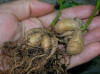 Plant Wild Potato (Ipomoea pandurata) by The Cherokee ...