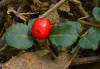 Mitchella repens - Partridgeberry fruit/berry showing 2 attachment points from the two flowers