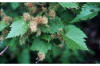 Large Photo of Vitis riparia