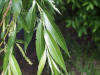 black willow leaves