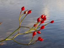 https://upload.wikimedia.org/wikipedia/commons/thumb/9/97/Rose_hips.JPG/1280px-Rose_hips.JPG