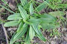 Narrow-leaved Plantain - Massey University