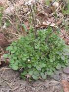 Kleine veldkers Cardamine hirsuta plant.jpg