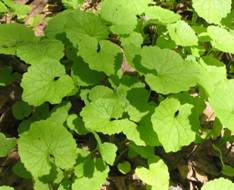 https://upload.wikimedia.org/wikipedia/commons/thumb/a/ae/Alliaria_petiolata_-_garlic_mustard_-_desc-young_foliage.jpg/1280px-Alliaria_petiolata_-_garlic_mustard_-_desc-young_foliage.jpg