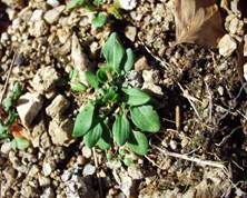 https://upload.wikimedia.org/wikipedia/commons/8/84/Rumex_acetosella30102001_rosette.JPG