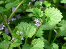 https://upload.wikimedia.org/wikipedia/commons/thumb/5/51/Ground_Ivy_%2831326600085%29.jpg/1280px-Ground_Ivy_%2831326600085%29.jpg