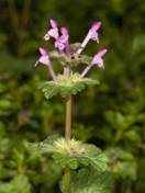 https://upload.wikimedia.org/wikipedia/commons/thumb/8/82/Lamium_amplexicaule_Kaldari_01.jpg/800px-Lamium_amplexicaule_Kaldari_01.jpg