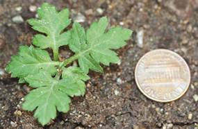 mugwort plant