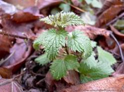 http://urbanbutterflygarden.co.uk/wp-content/uploads/2014/12/Small-Stinging-Nettle-shootUrtica-dioica-300x225.jpg