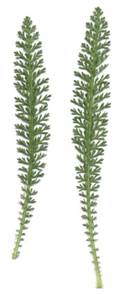 https://upload.wikimedia.org/wikipedia/commons/d/d0/Achillea_millefolium_scan.jpg